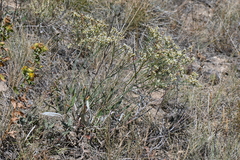 Eriogonum lonchophyllum