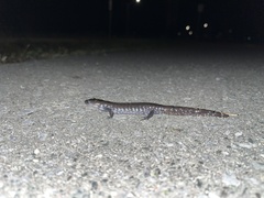 Ambystoma 'unisexual complex'