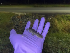 Ambystoma 'unisexual complex'