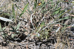 Eriogonum lonchophyllum