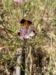 Alstroemeria pulchra