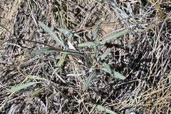 Eriogonum lonchophyllum