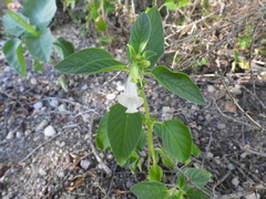 Sesamum indicum