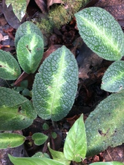 Gesneriaceae