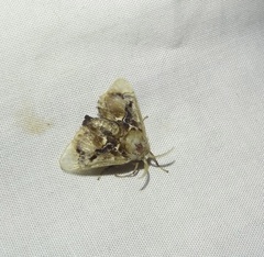 Paleophobetron perornata