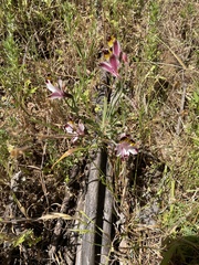 Alstroemeria pulchra
