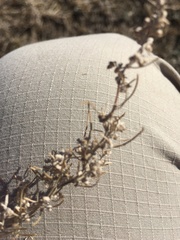 Artemisia filifolia