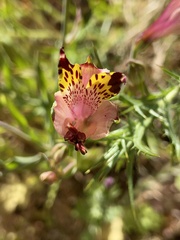 Alstroemeria pulchra