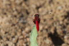 Aethriamanta circumsignata