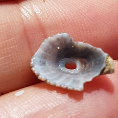 Diodora