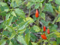 Capsicum annuum