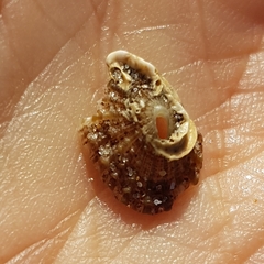 Diodora
