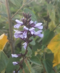Calopogonium caeruleum