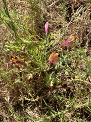 Alstroemeria pulchra
