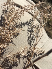 Artemisia filifolia