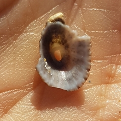 Diodora