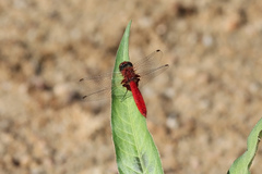 Aethriamanta circumsignata