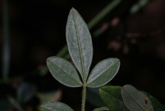 Boronia umbellata