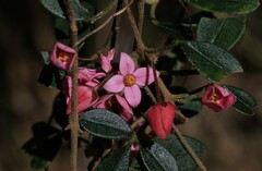 Boronia umbellata
