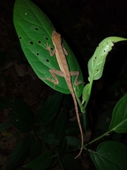 Anolis granuliceps