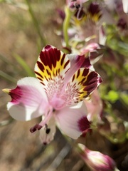 Alstroemeria pulchra