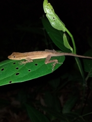 Anolis granuliceps