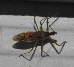 Zelus renardii