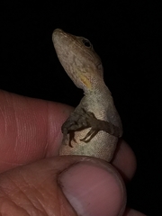 Anolis granuliceps