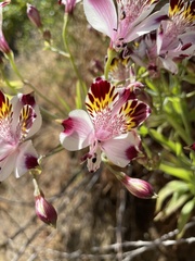 Alstroemeria pulchra