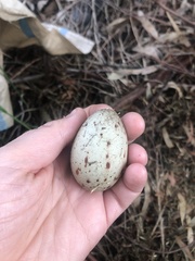 Porphyrio melanotus