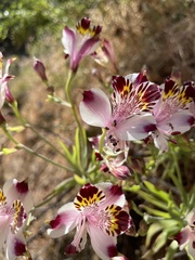 Alstroemeria pulchra