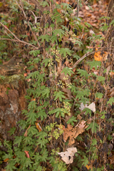 Lygodium palmatum