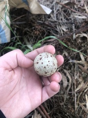 Porphyrio melanotus