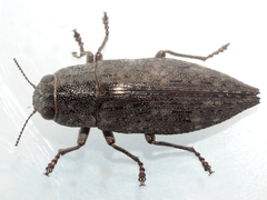 Dicerca lurida