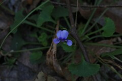 Viola silicestris