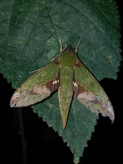 Xylophanes chiron