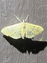 Herpetogramma aeglealis