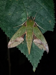 Xylophanes chiron