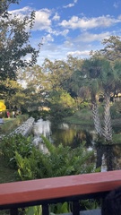 Acrostichum danaeifolium