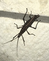 Anisomorpha buprestoides