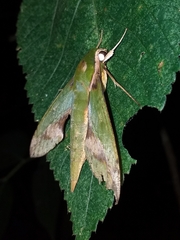 Xylophanes chiron