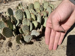 Opuntia basilaris brachyclada