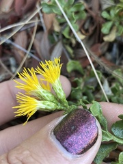 Ericameria cuneata cuneata