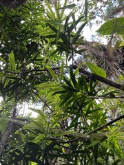 Podocarpus oleifolius