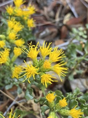 Ericameria cuneata cuneata