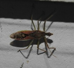 Zelus renardii