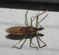 Zelus renardii