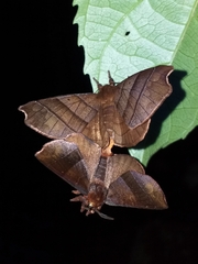 Apatelodidae