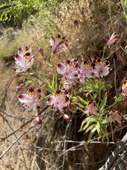 Alstroemeria pulchra