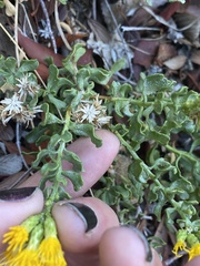 Ericameria cuneata cuneata